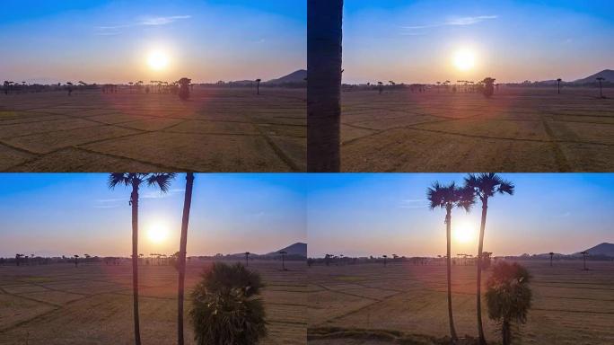 鸟瞰图在日落时间在农村农田上的棕榈树之间反向飞行