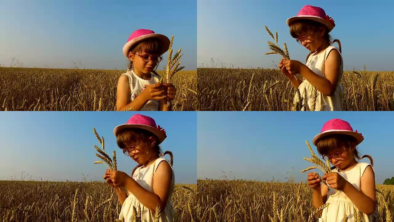 小女孩收集小麦小穗。小麦变黄了。很快它将开始收获。