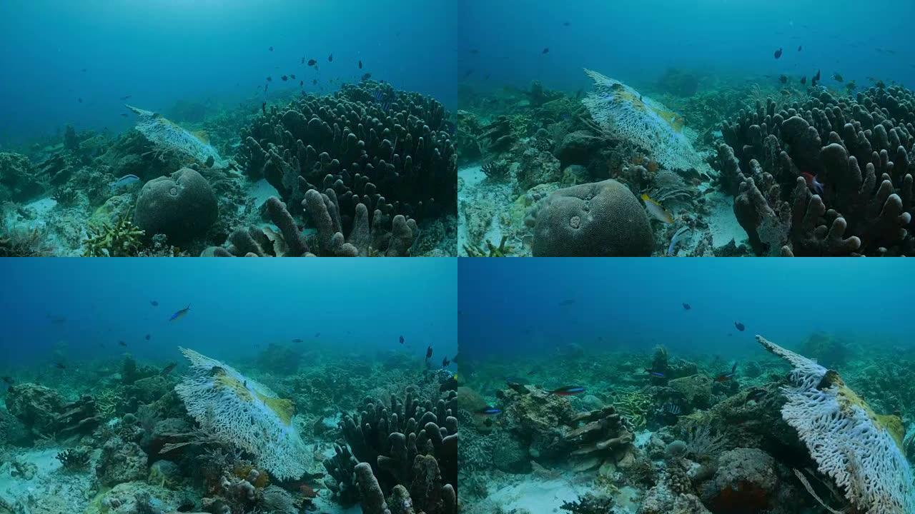 大海扇珊瑚被印尼游轮损坏