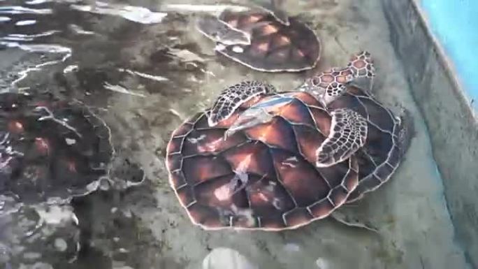 水族馆里美丽海龟的景色。泰国