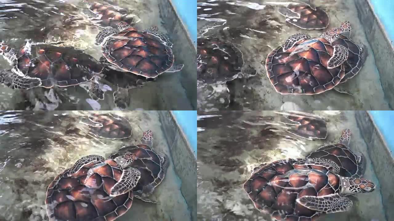 水族馆里美丽海龟的景色。泰国