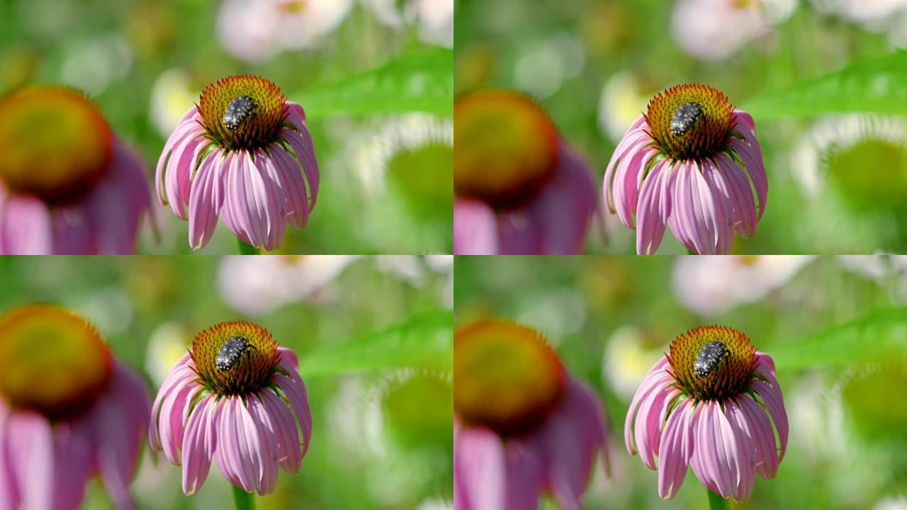 紫锥菊上的甲虫