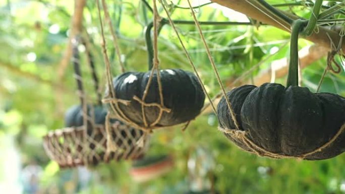 南瓜藤，挂在篮子上的垂直花园