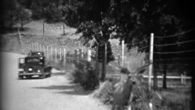 1937: 路中间的白尾鹿藏在阴影的路边沟里。