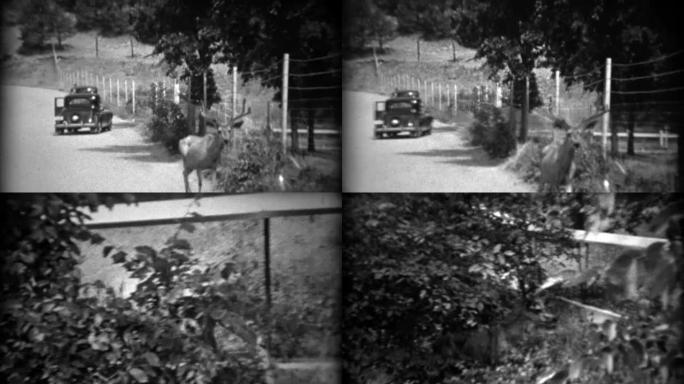 1937: 路中间的白尾鹿藏在阴影的路边沟里。