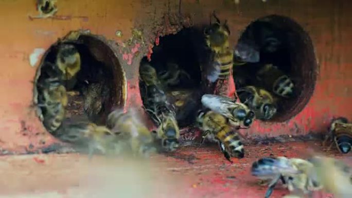蜜蜂收集花蜜。蜂房里的蜂巢