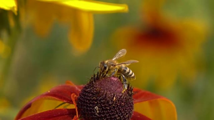 蜜蜂在红花上爬行，飞走了。超慢动作宏剪辑，250 fps