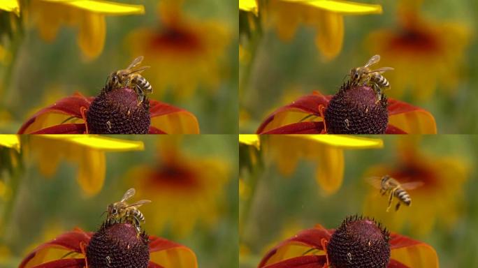 蜜蜂在红花上爬行，飞走了。超慢动作宏剪辑，250 fps