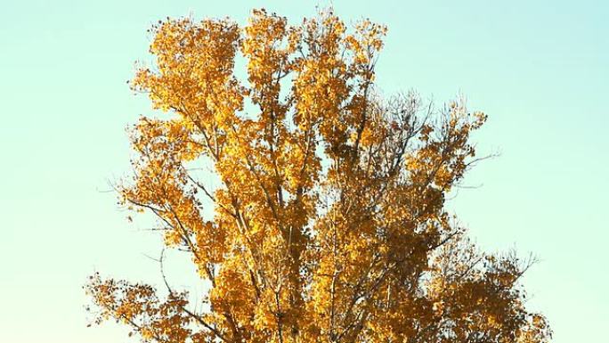 秋天画的树，树叶发光