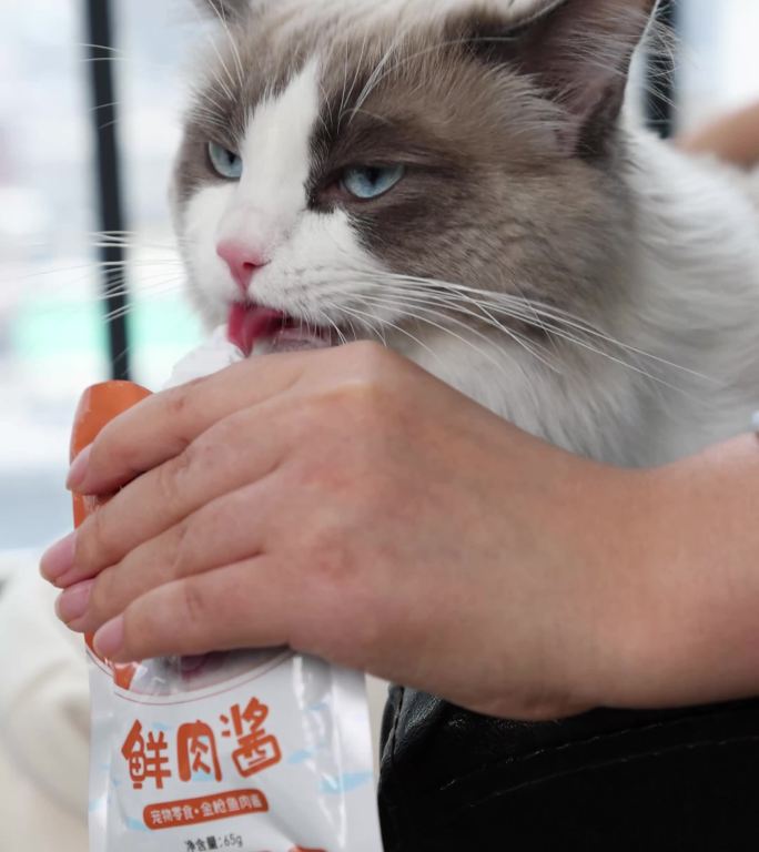 4k宠物布偶猫吃猫零食猫条猫酱