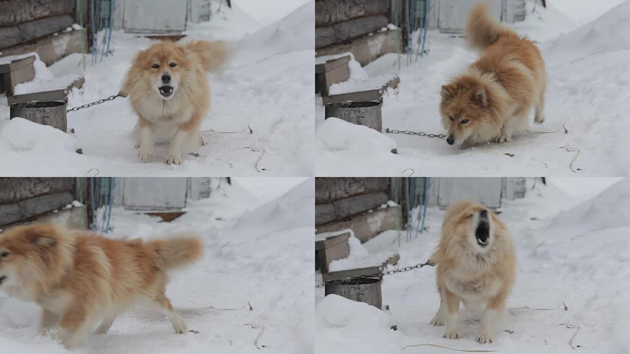 在雪地上的冬季花园中吠叫锁链狗