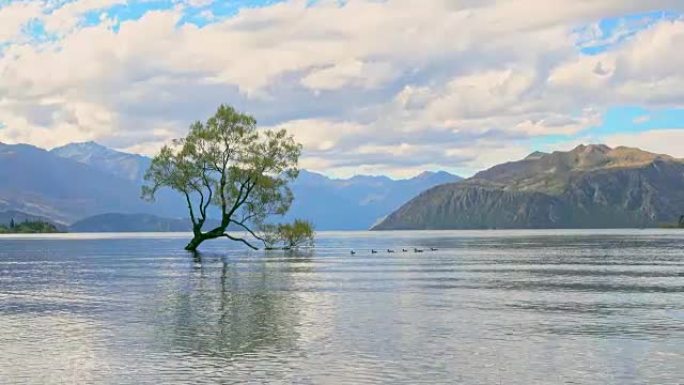 瓦纳卡树，瓦纳卡湖日出时，新西兰