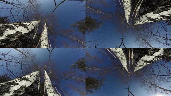 春季森林中的桦树从下面和相机旋转