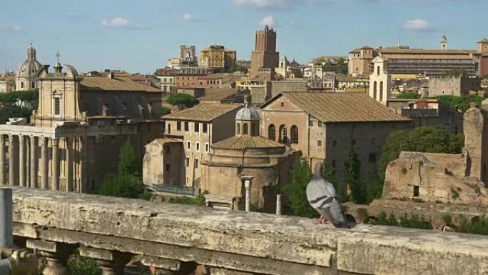 意大利夏日时间罗马罗马论坛步行城市景观鸽子全景4k