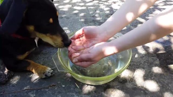 狗从情妇手中喝水