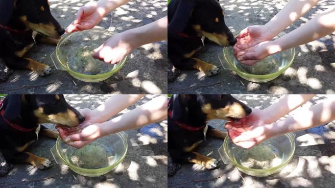狗从情妇手中喝水