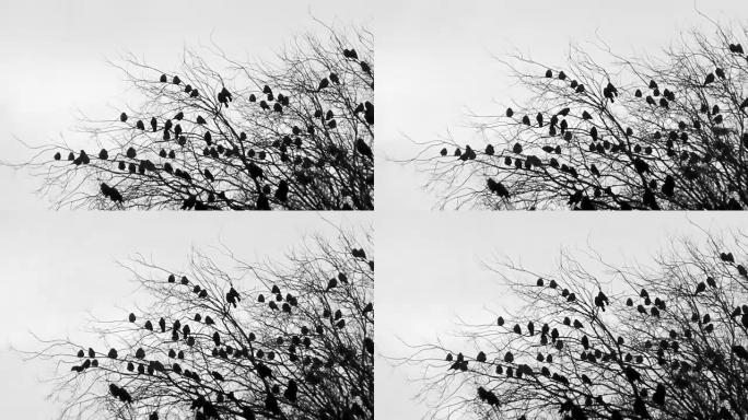 恐怖树上可怕的乌鸦乌鸦剪影