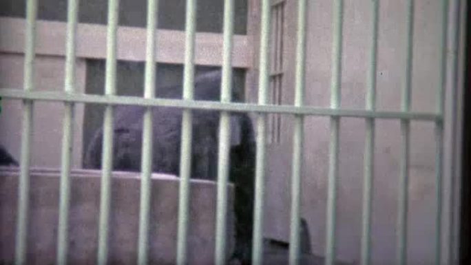 1973: 大猩猩被困在悲伤的老学校动物园笼子里。