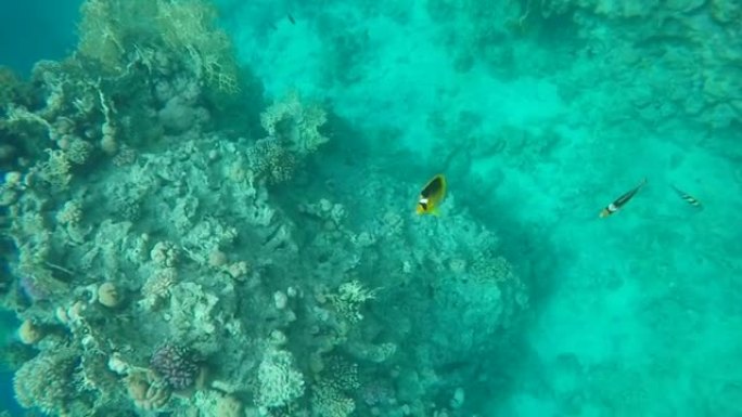 慢动作珊瑚鱼