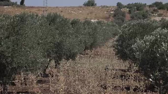以色列的橄榄树奔向远处