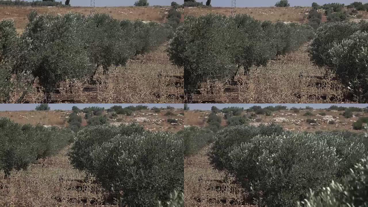 以色列的橄榄树奔向远处