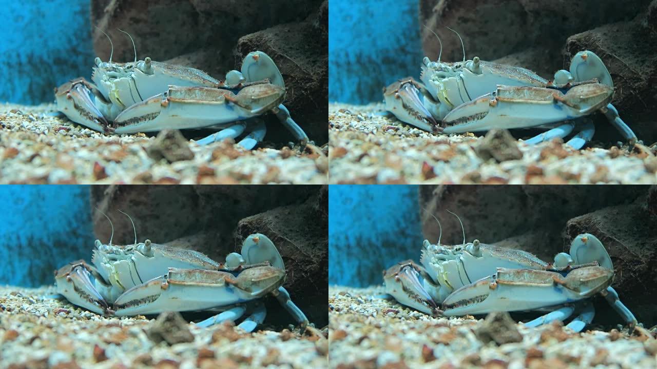 海中的褐蟹 (巨蟹)