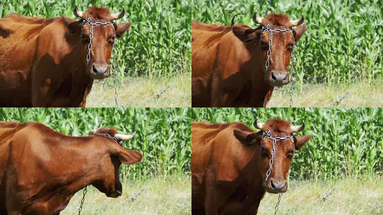 在村庄附近的草地上放牧的牛。慢动作