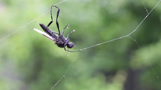 昆虫试图从蜘蛛网中逃脱