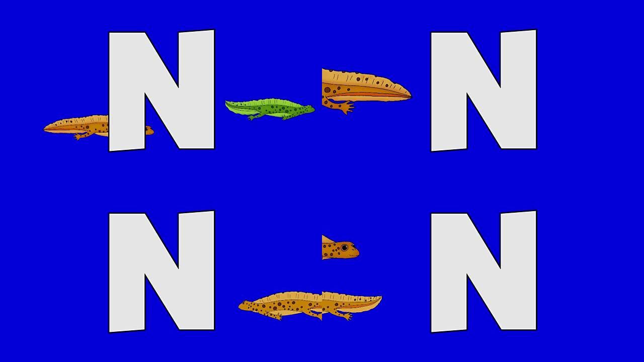 字母N和纽特 (背景)
