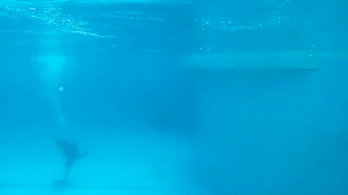 水下视频操作员拍摄海豚的技巧