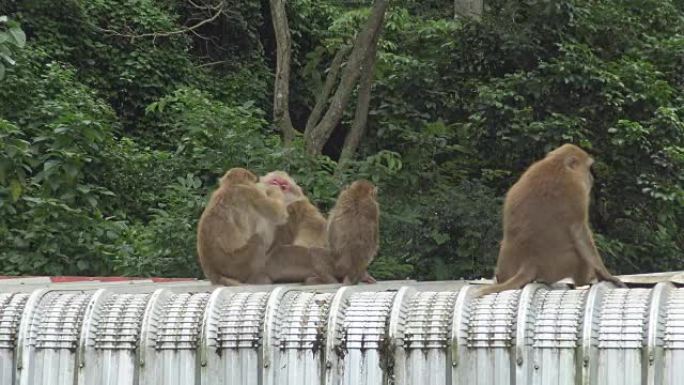 猴子在屋顶上放松。