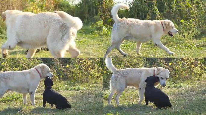 两只狗在户外大自然的绿草地上一起奔跑和玩耍。家畜在外面打架。特写