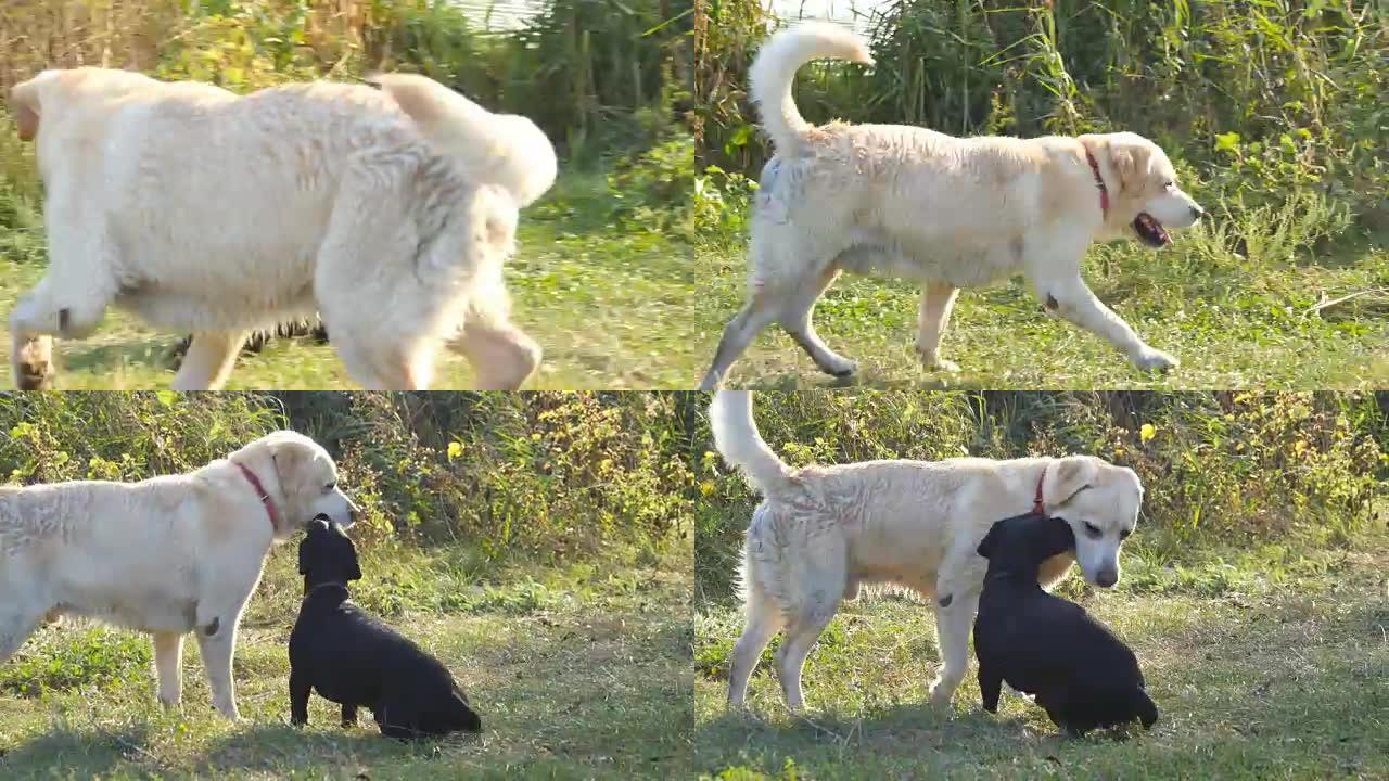 两只狗在户外大自然的绿草地上一起奔跑和玩耍。家畜在外面打架。特写