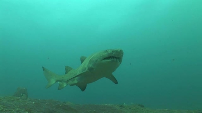 危险的公牛鲨 (Carcharhinus leucas) 水下视频