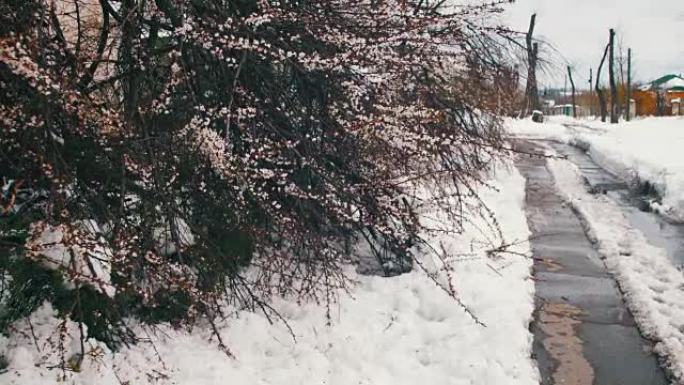 春天4月的异常天气。暴风雪后倒下的树木