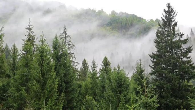 针叶树间的雾