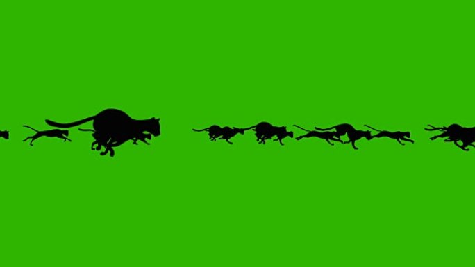 绿屏背景下一大群奔跑的黑猫的卡通动画
