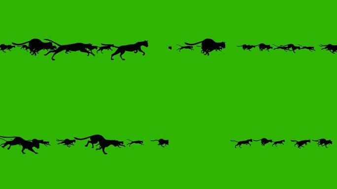 绿屏背景下一大群奔跑的黑猫的卡通动画