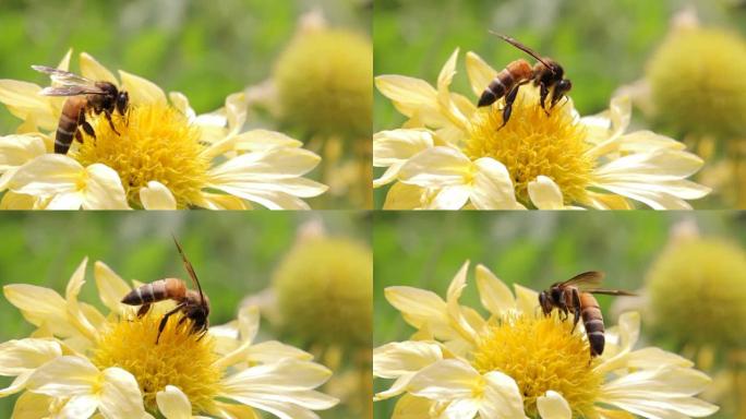 蜜蜂从花中收集花蜜