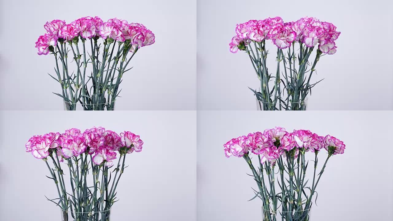 鲜花，花束，白色背景上的旋转，花卉成分由明亮的紫色土耳其康乃馨组成
