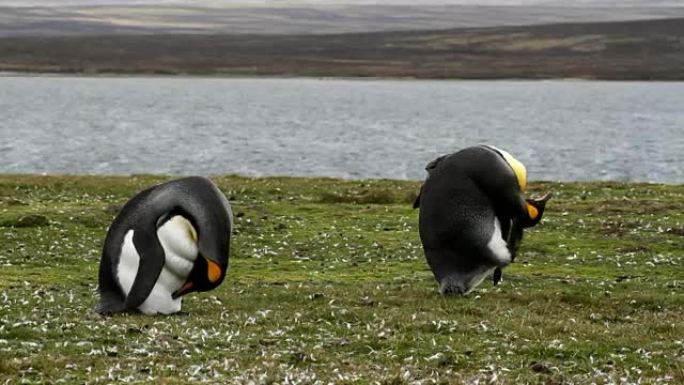 福克兰群岛: 2只国王企鹅