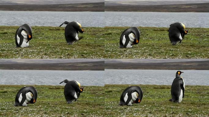 福克兰群岛: 2只国王企鹅