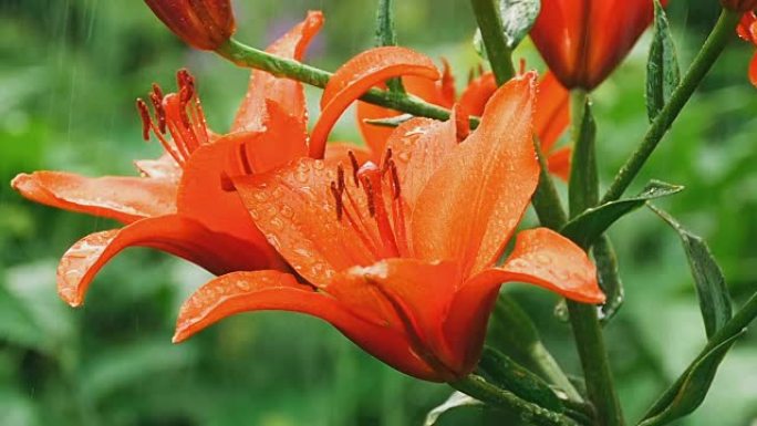 雨下橙色百合的花瓣