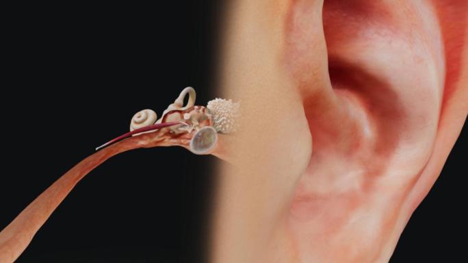 人耳听力系统三维动画