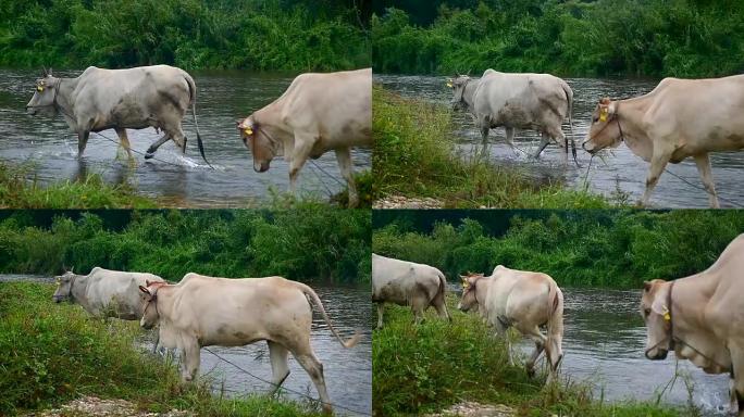 泰国过河的奶牛-特写