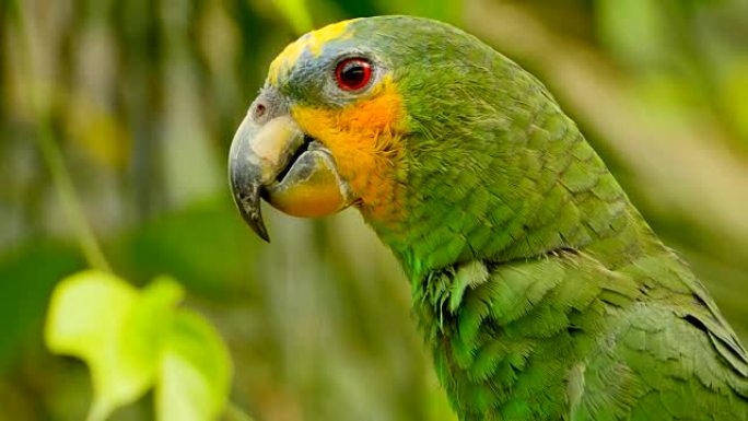 4k异国绿鹦鹉特写，亚马逊丛林
