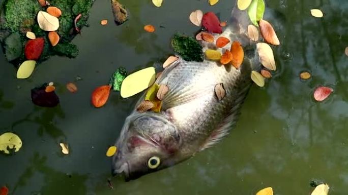 死鱼和树叶漂浮浮游藻类水