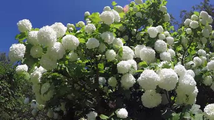 春天美丽的白色荚果雪球树开花