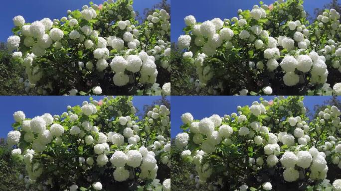 春天美丽的白色荚果雪球树开花