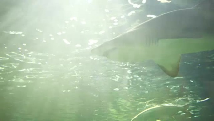 险恶的水族馆鱼缸游泳鲨鱼危险